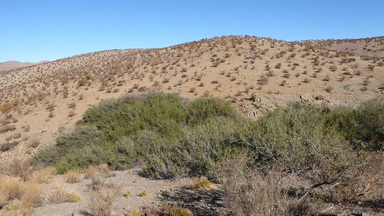 Matorral desértico en el valle del Elqui